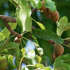 shea butter geraffineerd of ongeraffineerd